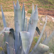 DSCN3161 (Copia)
